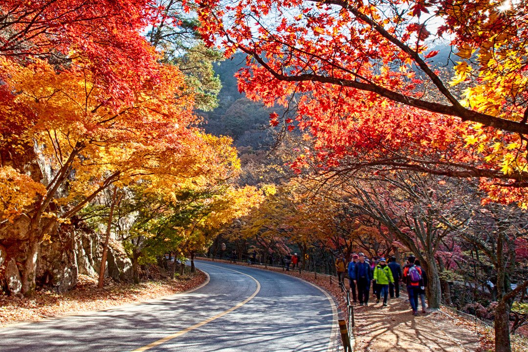 [서울/경기출발] 붉게 물든 내장산과 고즈넉한 가을 단풍 내소사_정읍+부안 당일(리무진)