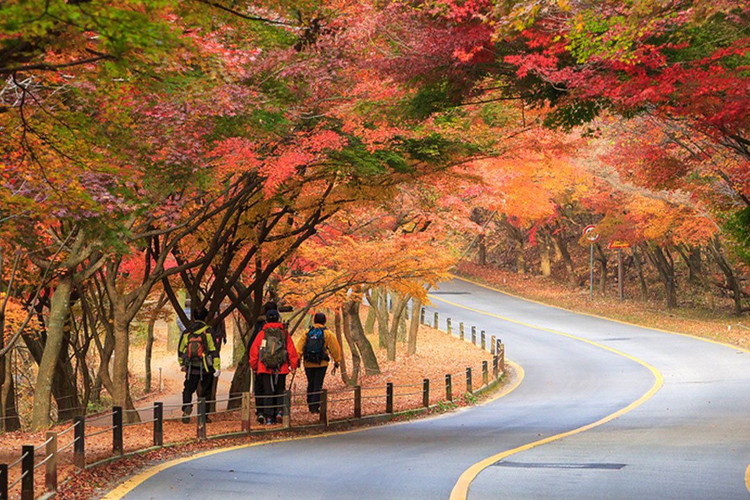 [서울/경기출발] 붉게 물든 내장산과 고즈넉한 가을 단풍 내소사_정읍+부안 당일(리무진)