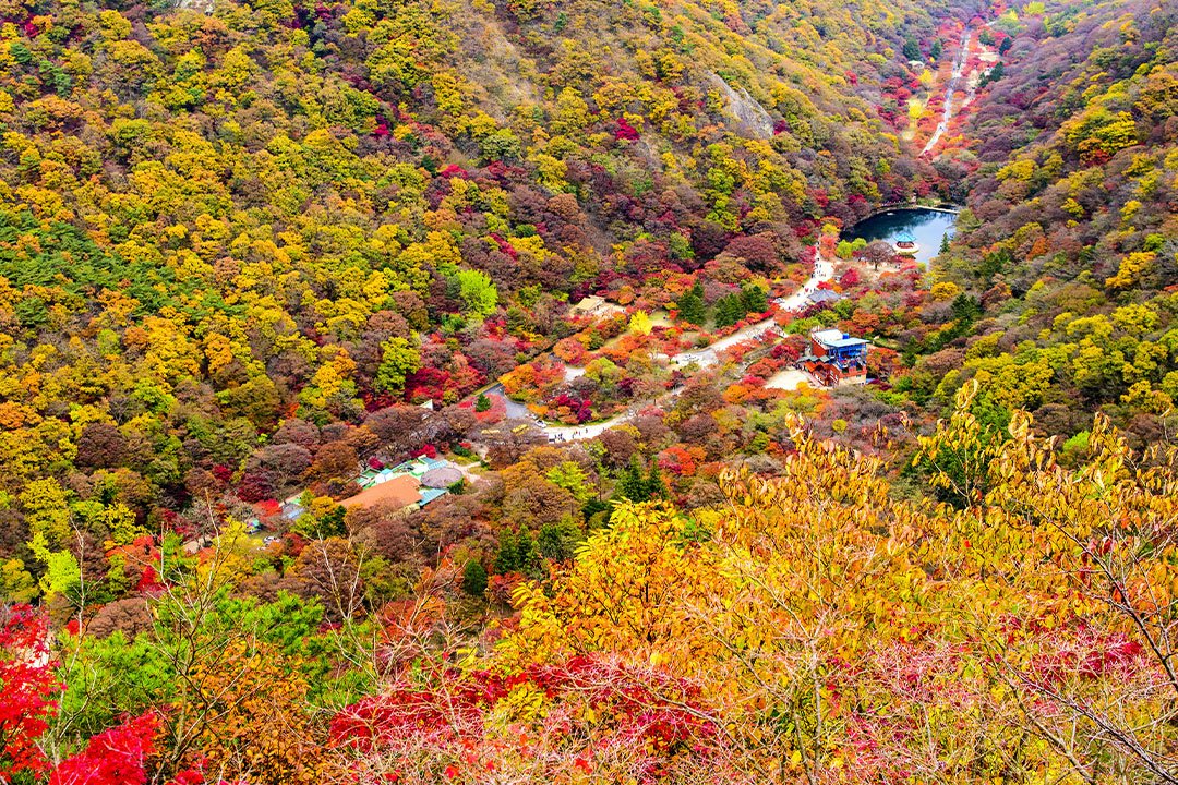 [서울/경기출발] 붉게 물든 내장산과 고즈넉한 가을 단풍 내소사_정읍+부안 당일(리무진)