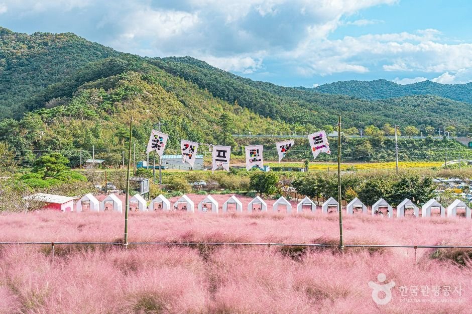 [전주출발]정읍&고창☆동학의 역사와 핑크뮬리 (당일)